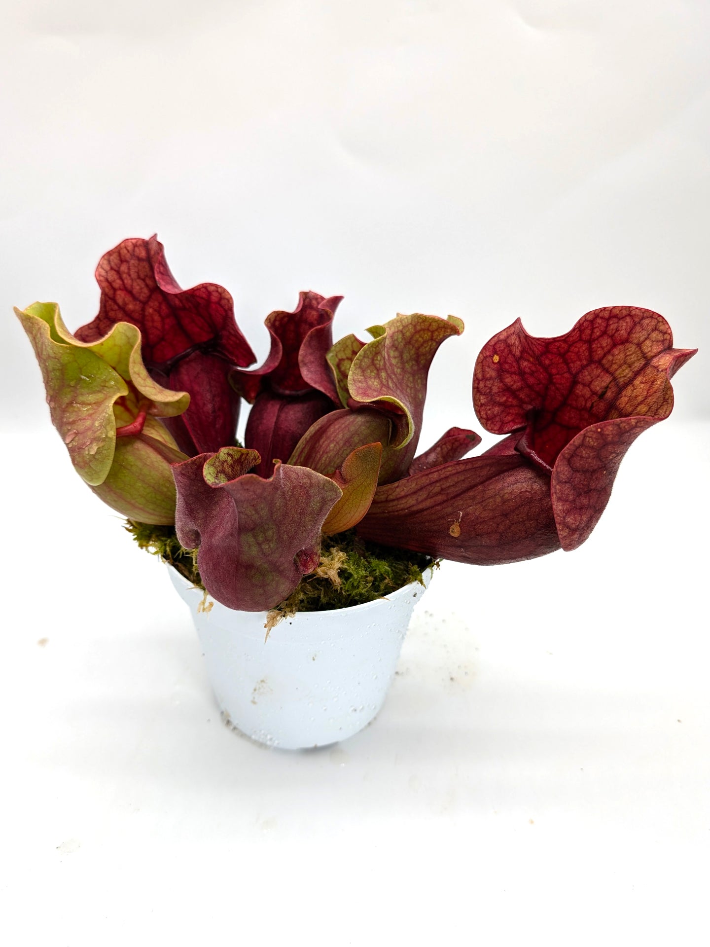 PV10 GC  Sarracenia purpurea ssp. venosa "Black Lip"