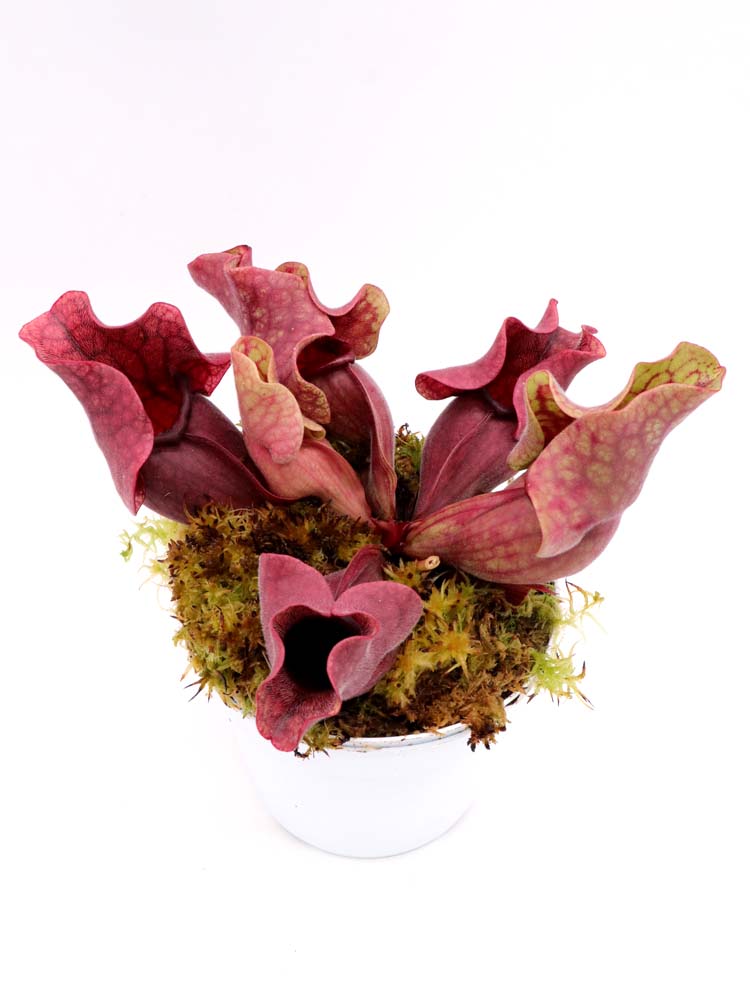 PV10 GC  Sarracenia purpurea ssp. venosa "Black Lip"