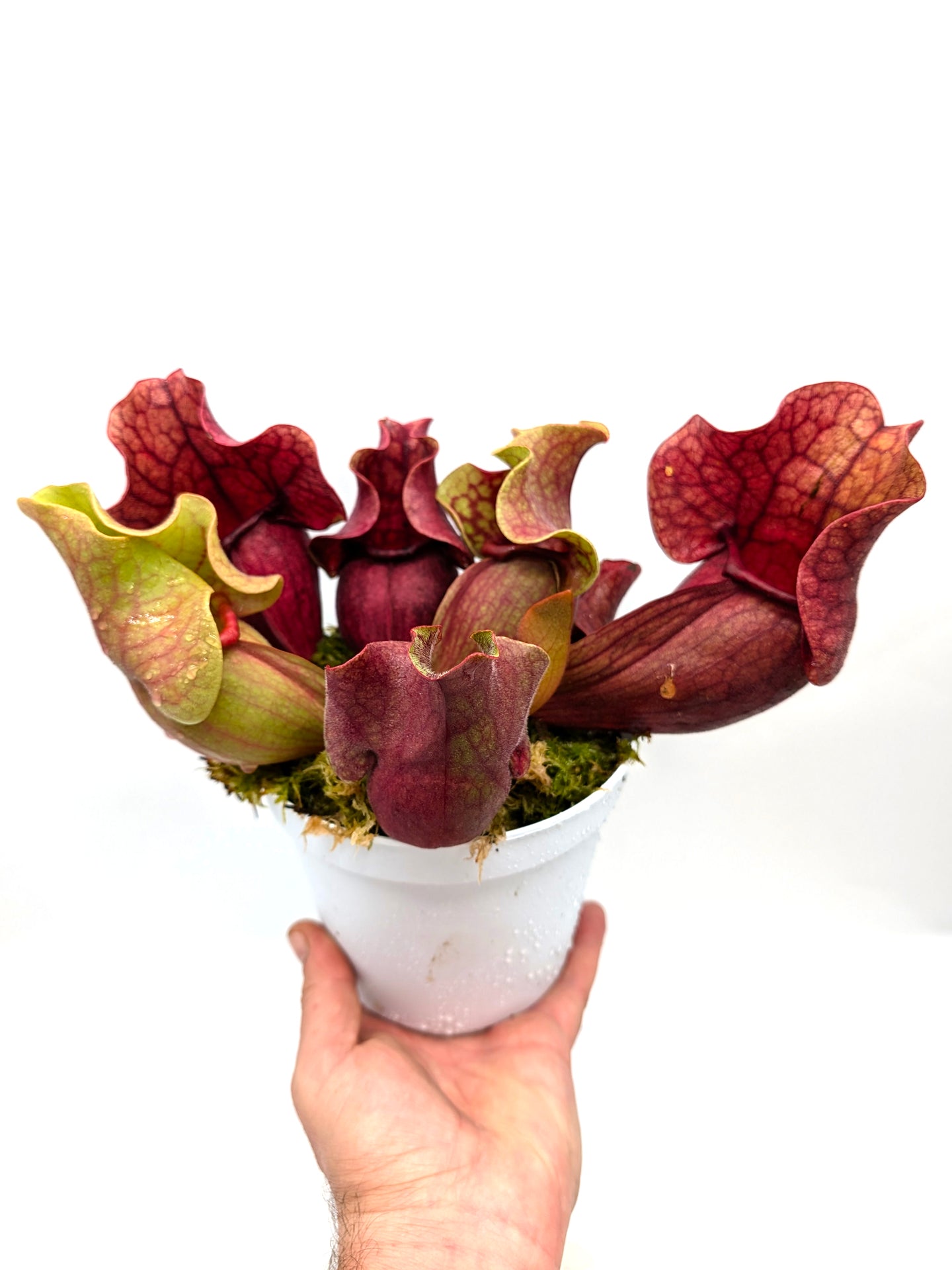 PV10 GC  Sarracenia purpurea ssp. venosa "Black Lip"