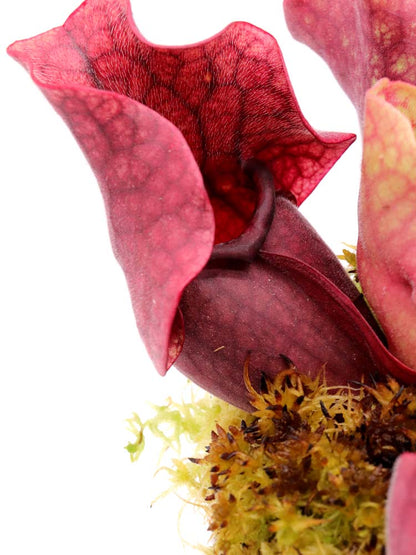 PV10 GC  Sarracenia purpurea ssp. venosa "Black Lip"