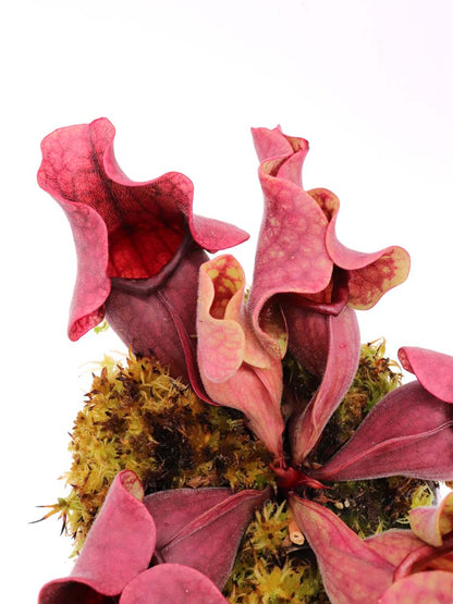 PV10 GC  Sarracenia purpurea ssp. venosa "Black Lip"