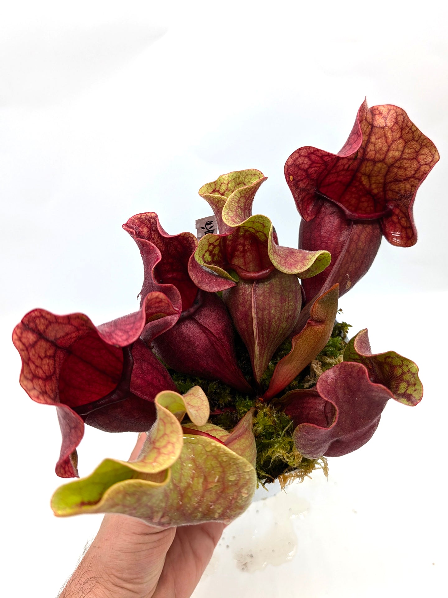 PV10 GC  Sarracenia purpurea ssp. venosa "Black Lip"