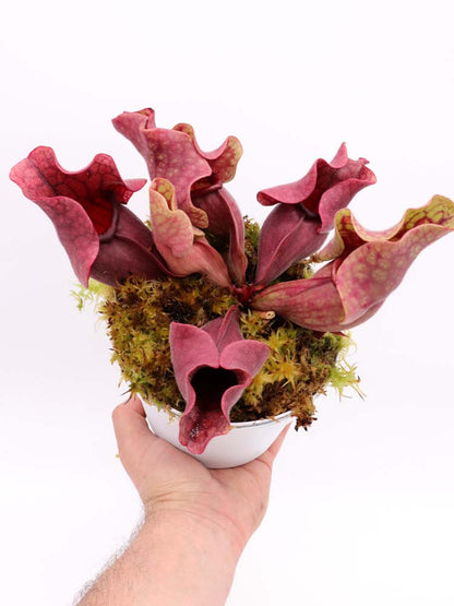 PV10 GC  Sarracenia purpurea ssp. venosa "Black Lip"