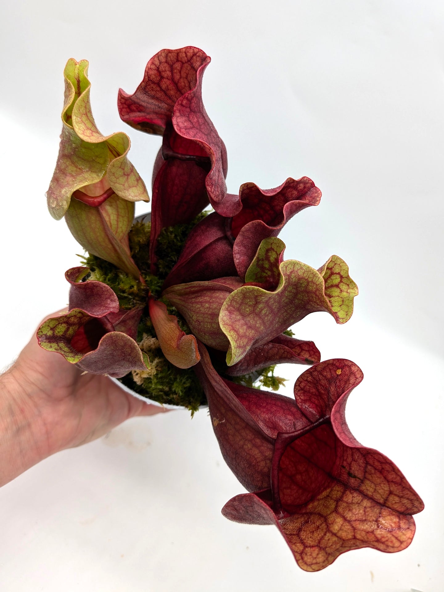 PV10 GC  Sarracenia purpurea ssp. venosa "Black Lip"
