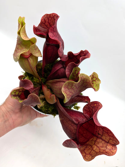 PV10 GC  Sarracenia purpurea ssp. venosa "Black Lip"