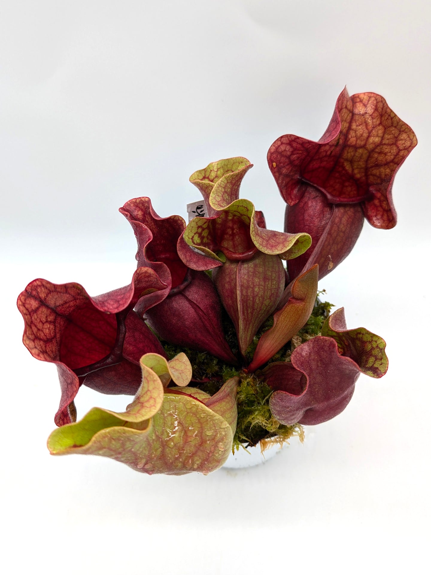 PV10 GC  Sarracenia purpurea ssp. venosa "Black Lip"