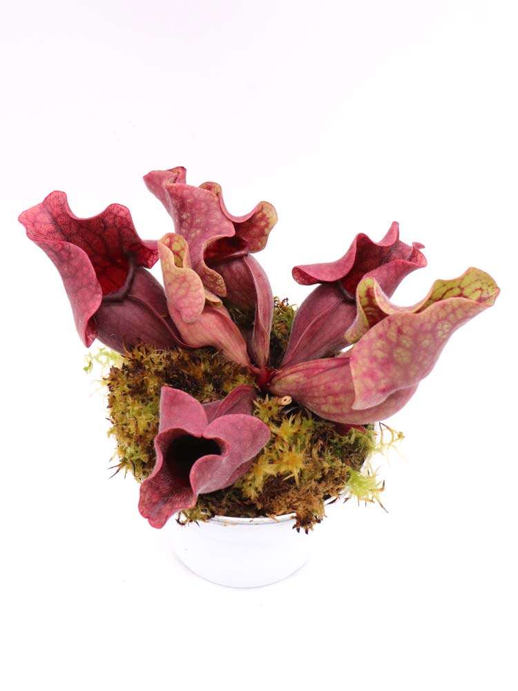 PV10 GC  Sarracenia purpurea ssp. venosa "Black Lip"
