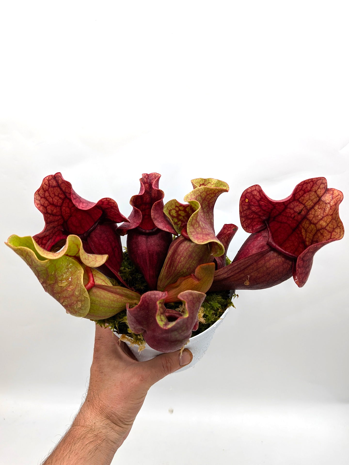 PV10 GC  Sarracenia purpurea ssp. venosa "Black Lip"