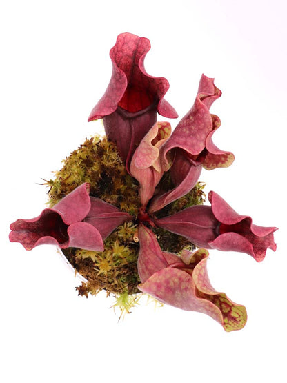 PV10 GC  Sarracenia purpurea ssp. venosa "Black Lip"