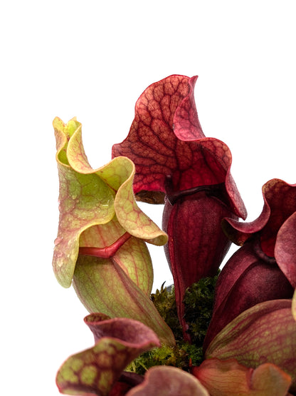 PV10 GC  Sarracenia purpurea ssp. venosa "Black Lip"