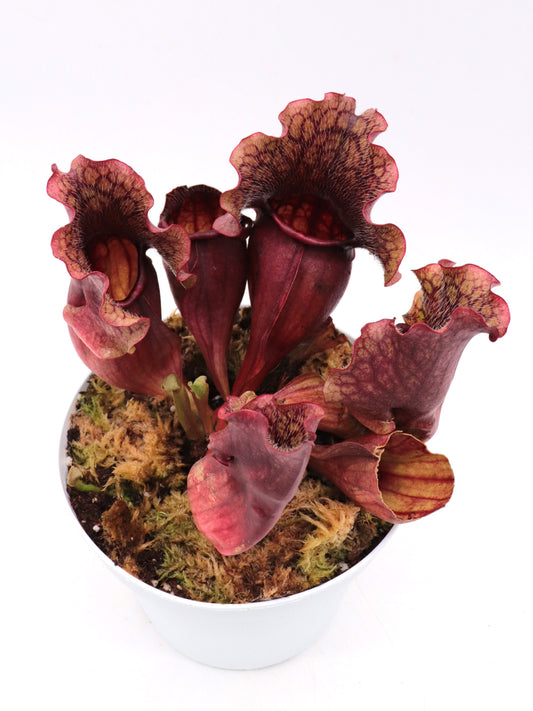 Sarracenia purpurea ssp. venosa Brunswick Co.