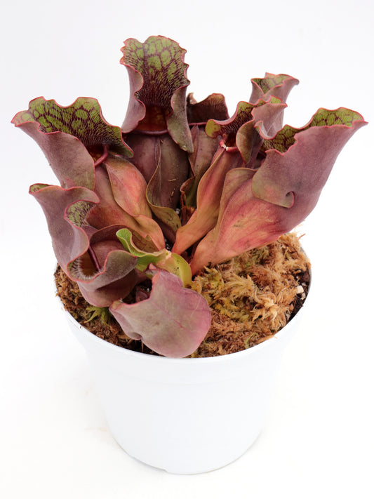 Sarracenia purpurea ssp. venosa  Carteret Co.