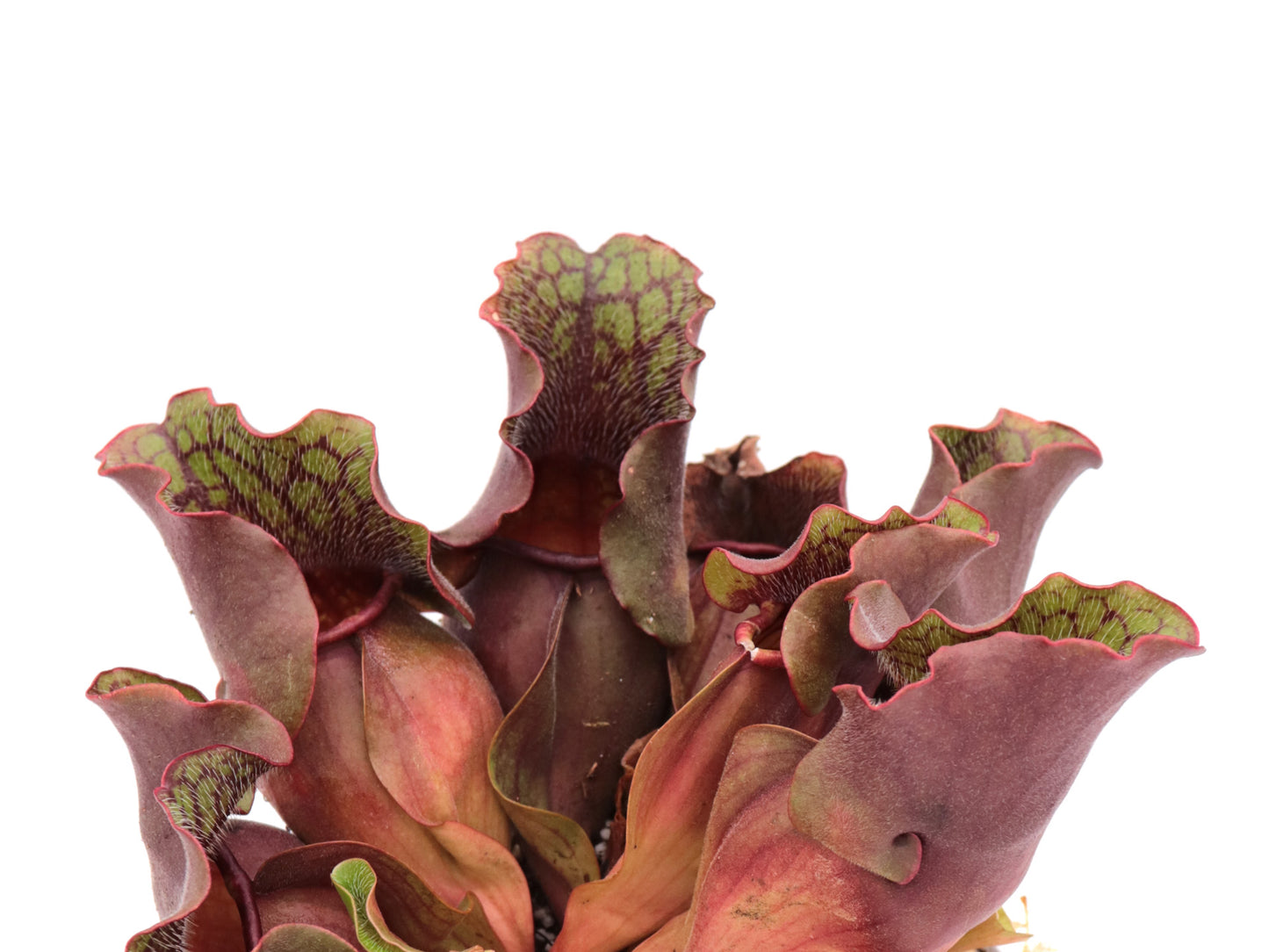 Sarracenia purpurea ssp. venosa  Carteret Co.