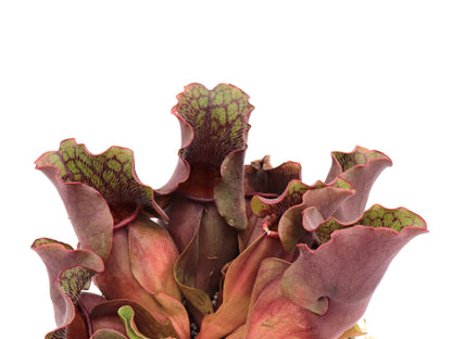 Sarracenia purpurea ssp. venosa  Carteret Co.