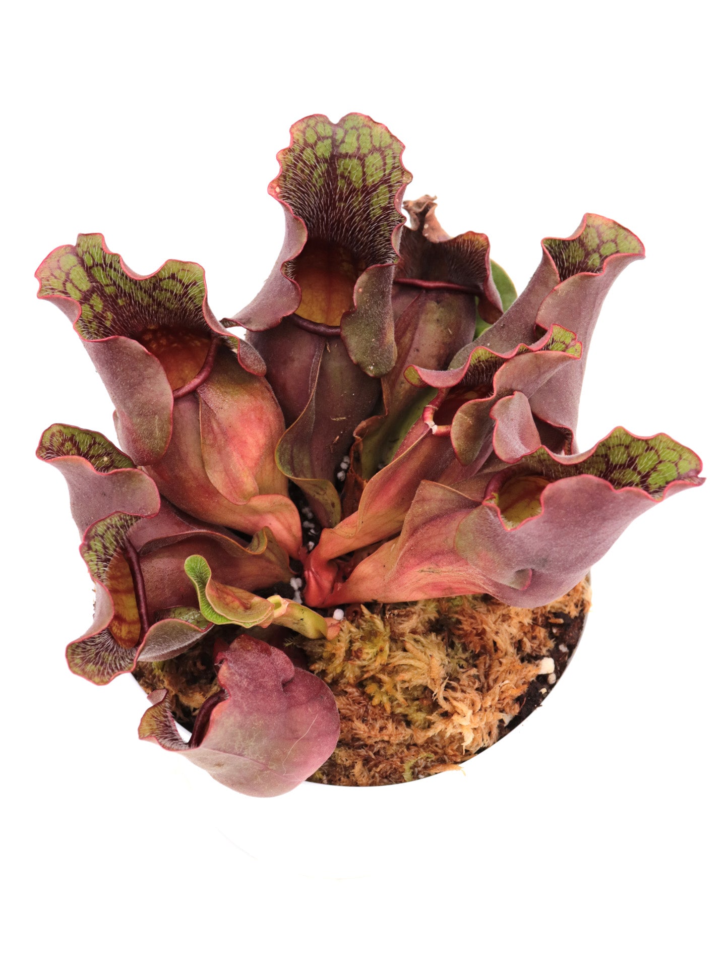Sarracenia purpurea ssp. venosa  Carteret Co.