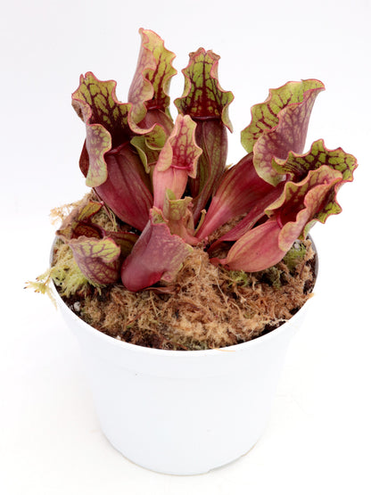 Sarracenia purpurea ssp. venosa Reedy Creek, Caroline Co.