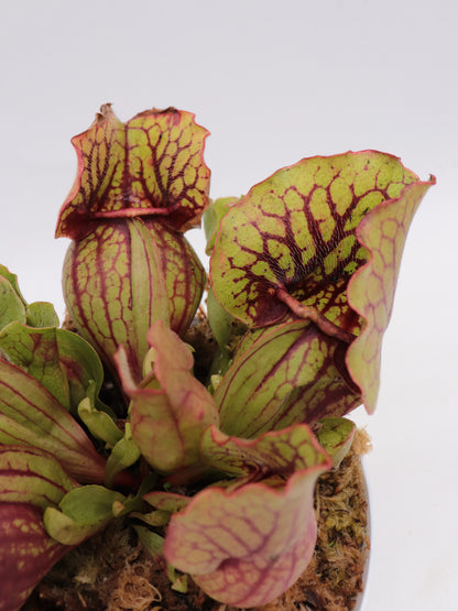 Sarracenia purpurea ssp. venosa Ruffled Lid x montana Tom's Swamp