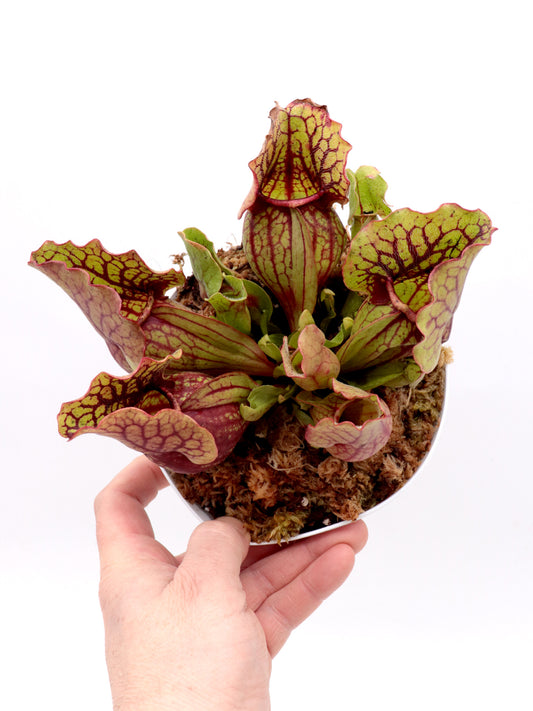 Sarracenia purpurea ssp. venosa Ruffled Lid x montana Tom's Swamp