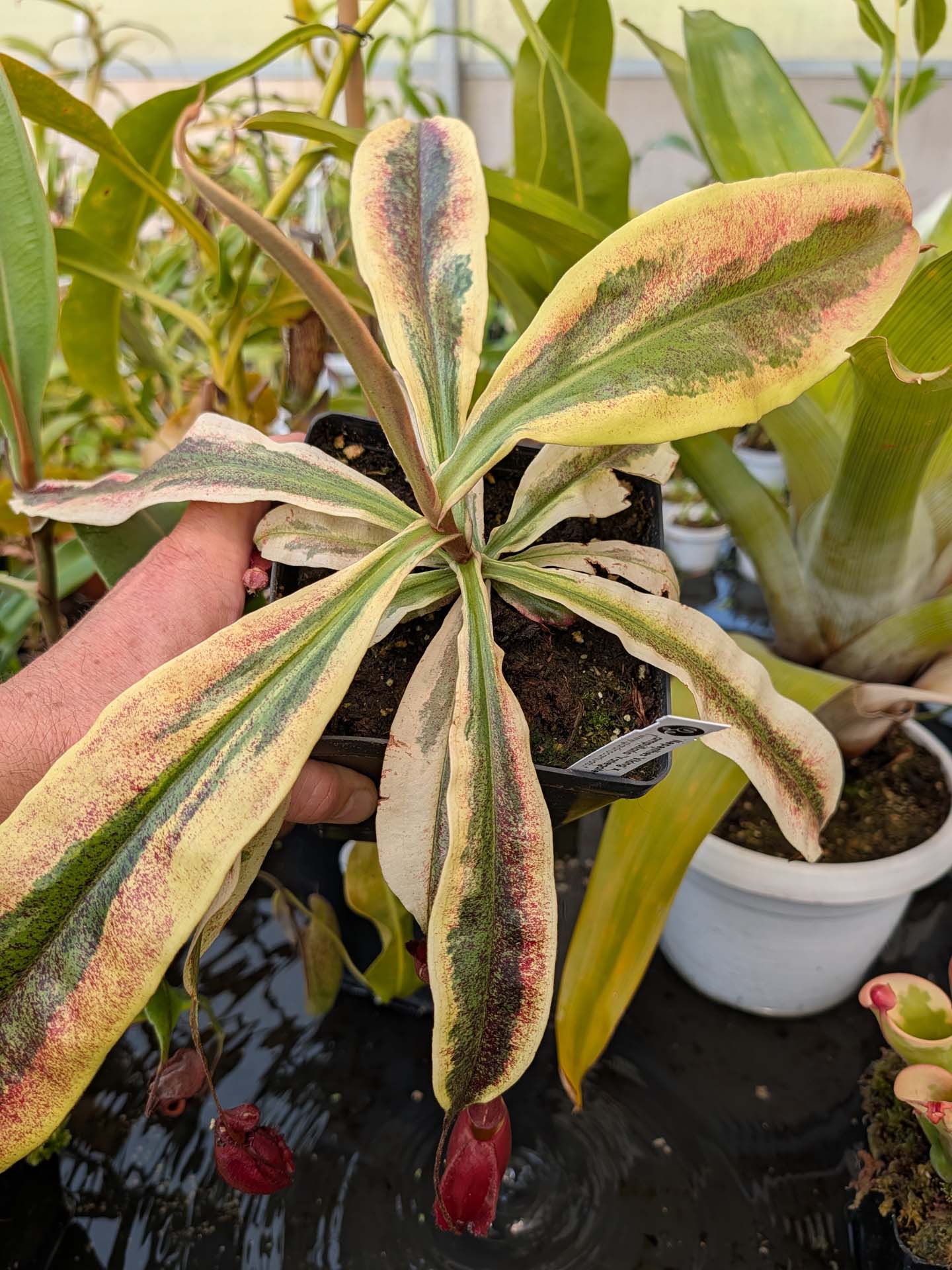 ASTA 6 : Nepenthes 'Viking' x ampullaria Variegated  VERY LARGE SIZE