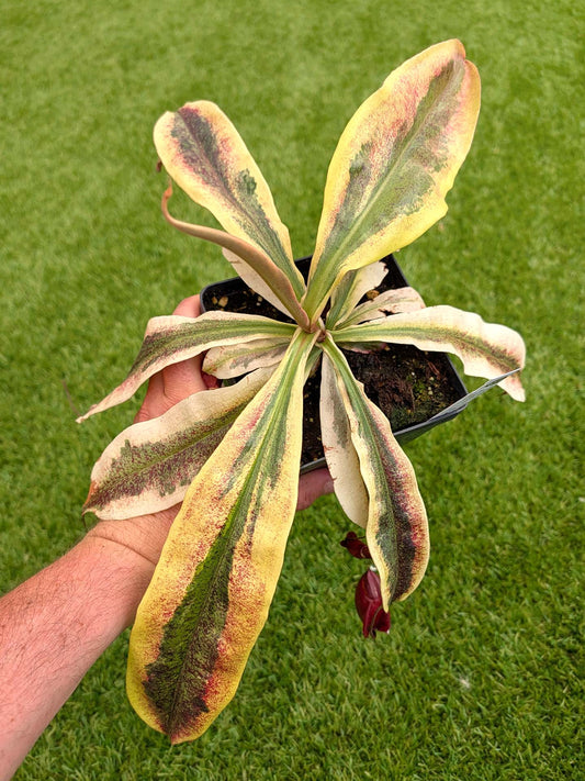 ASTA 6 : Nepenthes 'Viking' x ampullaria Variegated  VERY LARGE SIZE
