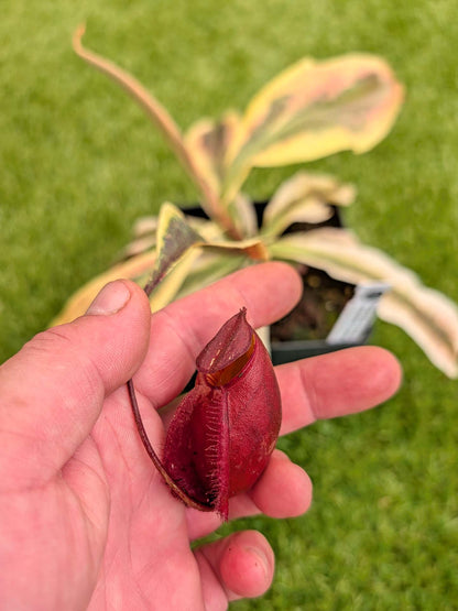 ASTA 6 : Nepenthes 'Viking' x ampullaria Variegated  VERY LARGE SIZE