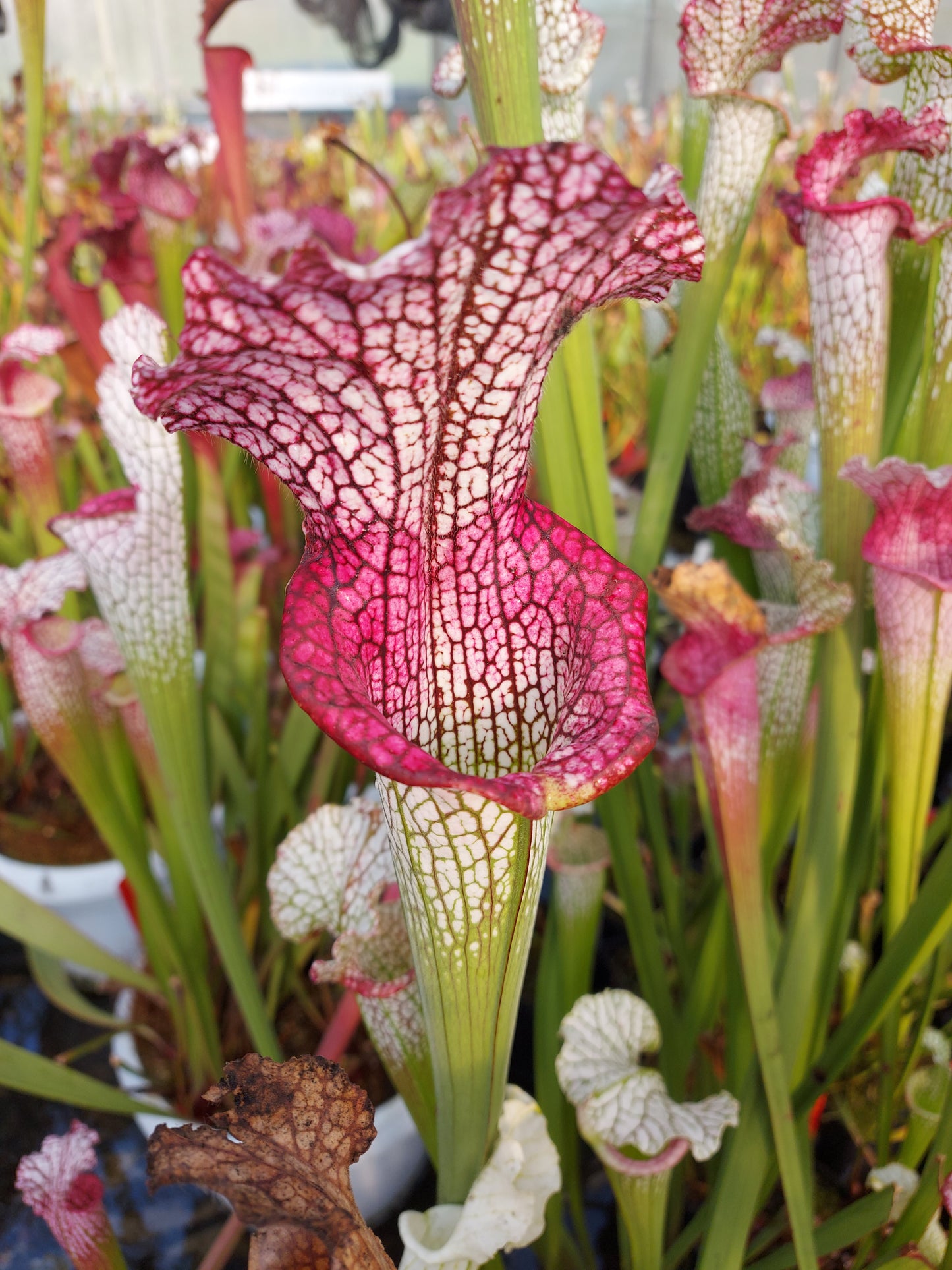 L3 GC  Sarracenia leucophylla "Viper"