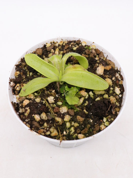 Pinguicula vulgaris  Ireland