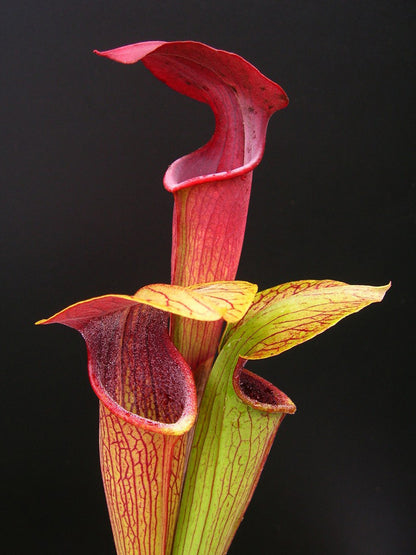 A05 MK Sarracenia alata var. atrorubra Ganz rot, Mississippi