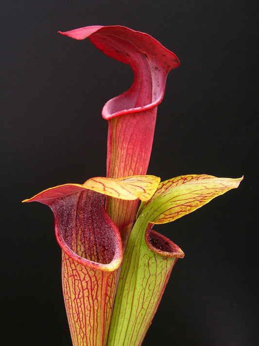 A05 MK Sarracenia alata var. atrorubra   All red, Mississippi