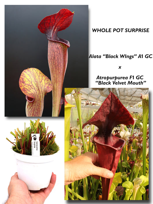 Alata „Black Wings“ A1 GC x Atropurpurea F1 GC „BVM“ GC SEEDGROWN