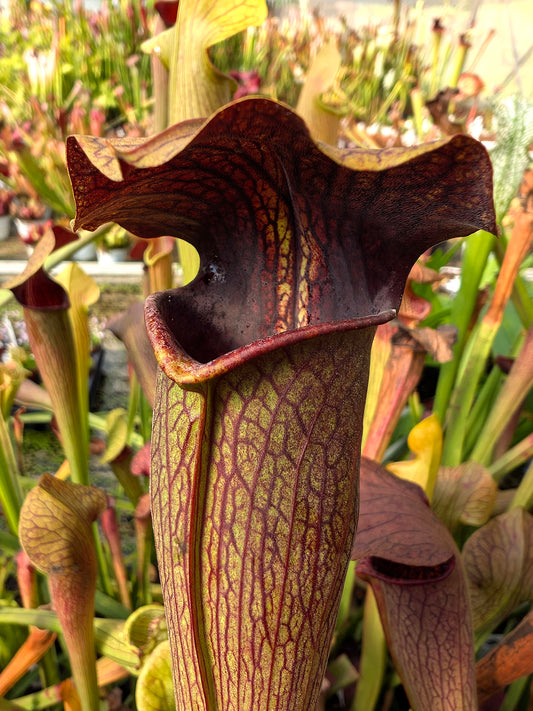 A20 MK Sarracenia alata var. rubrioperculata  Stone County, MS W