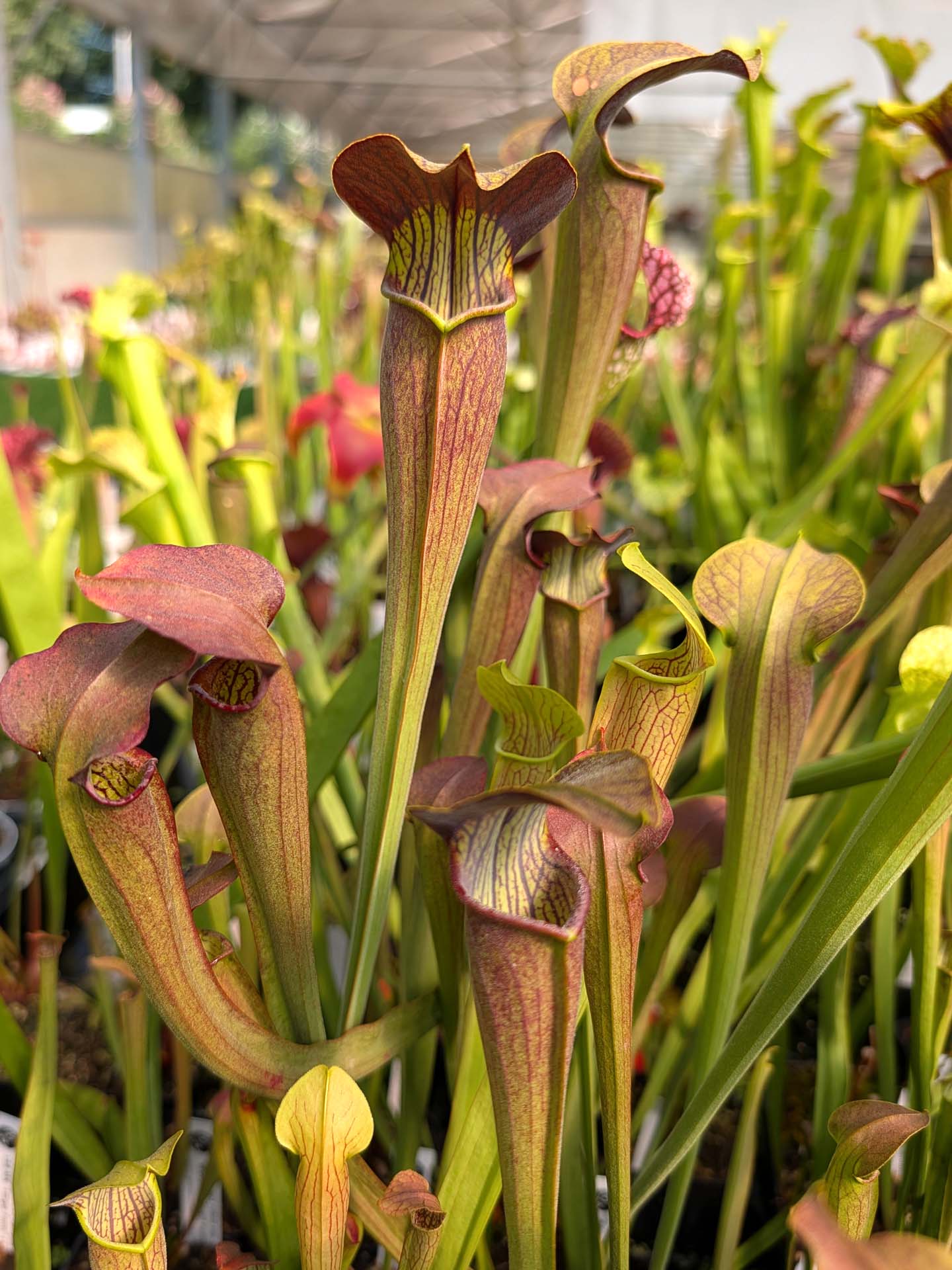 Sarracenia alata var. nigropurpurea A28 MK x A61A MK