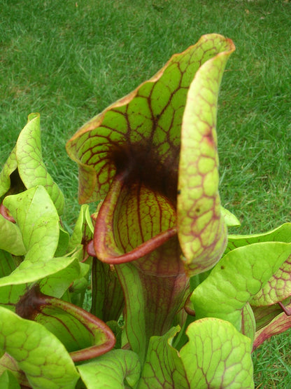 Sarracenia "Catesbaei"