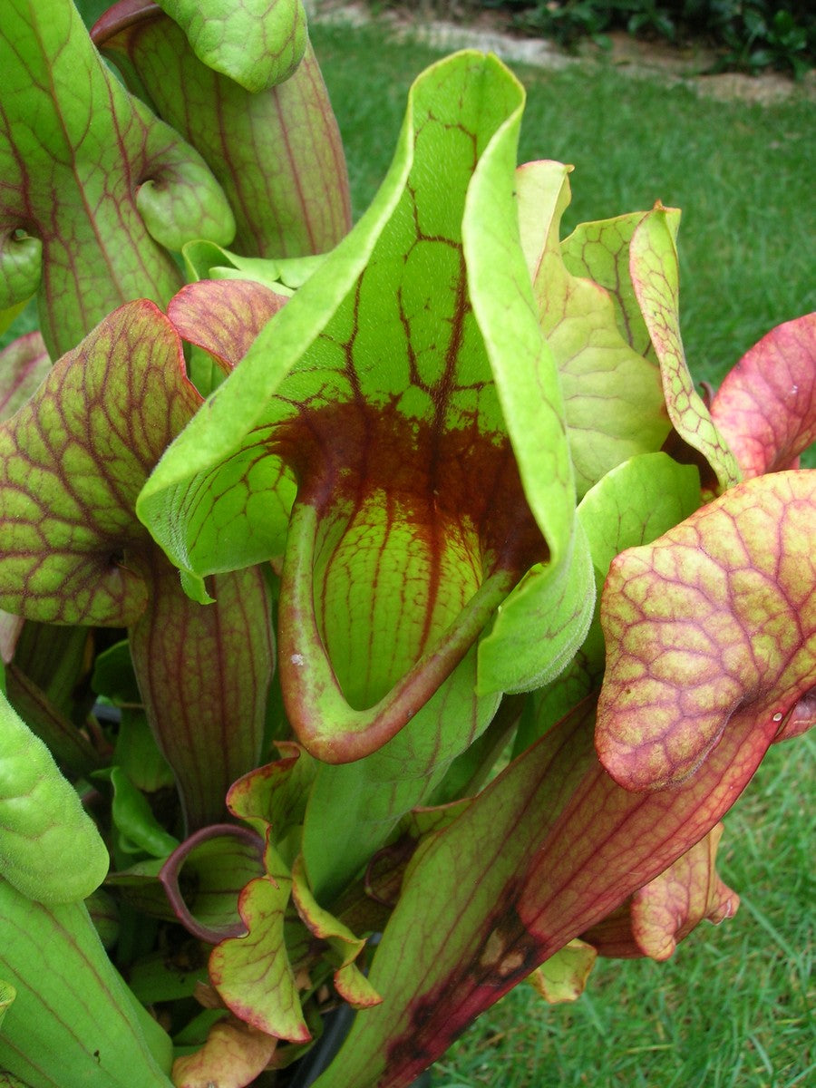 Sarracenia "Catesbaei"