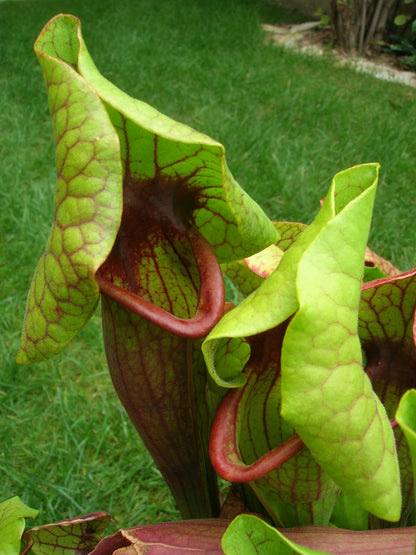 Sarracenia "Catesbaei"
