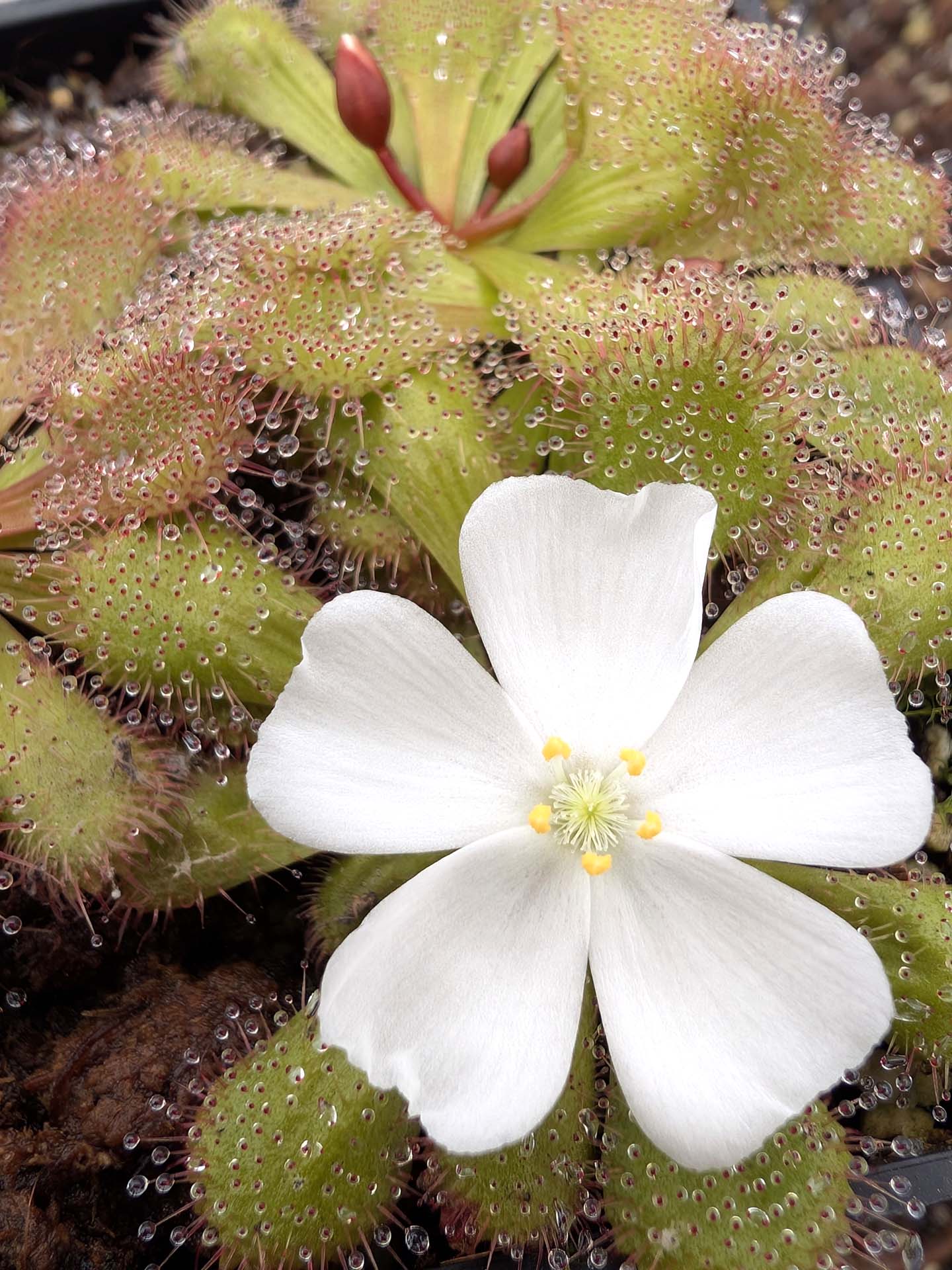 Drosera aberrans Maldon Form