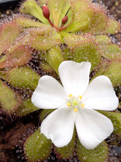 Drosera aberrans Maldon Form