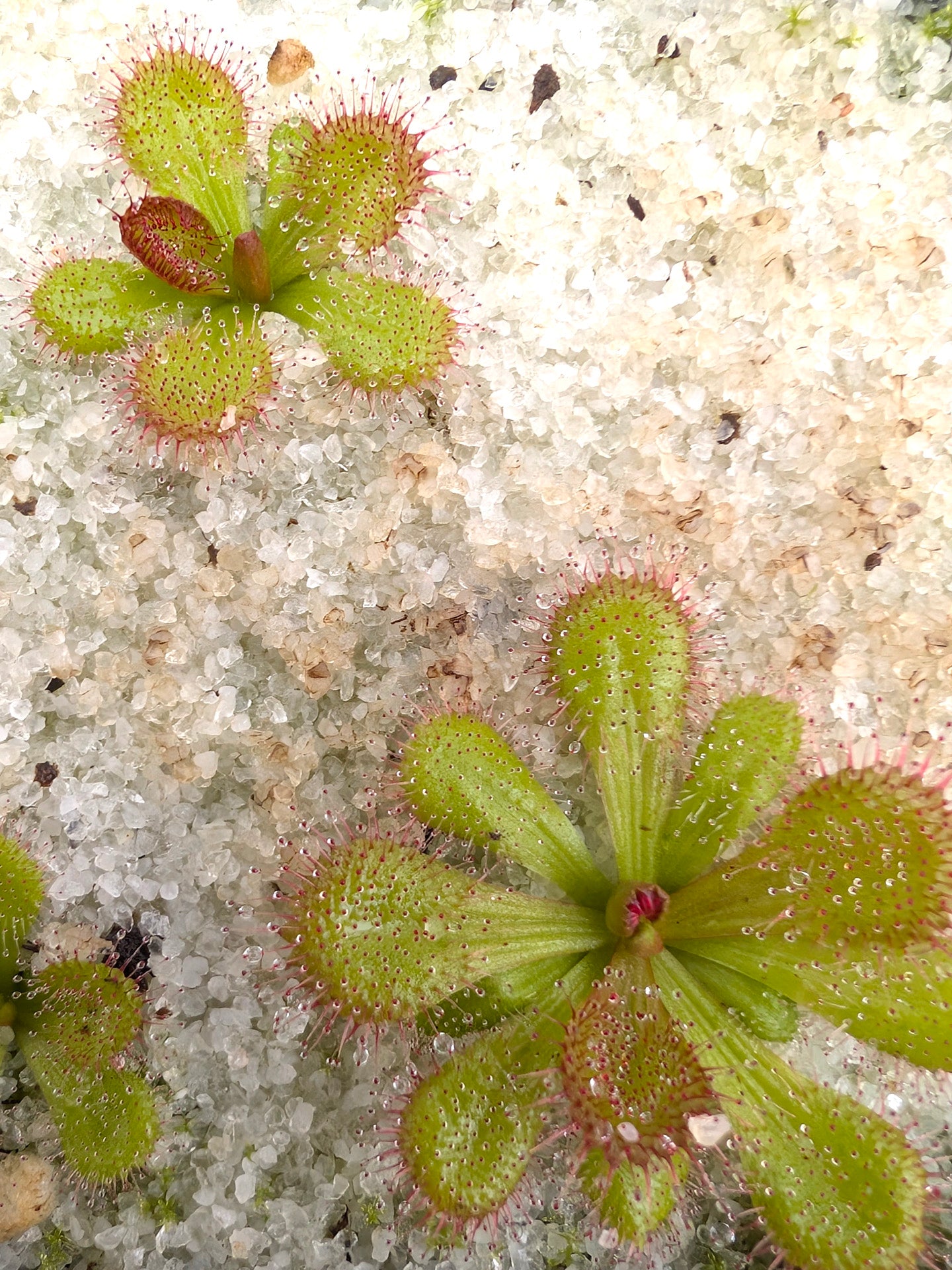 Drosera aberrans Maldon Form