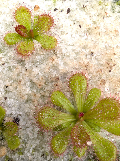 Drosera aberrans Maldon Form