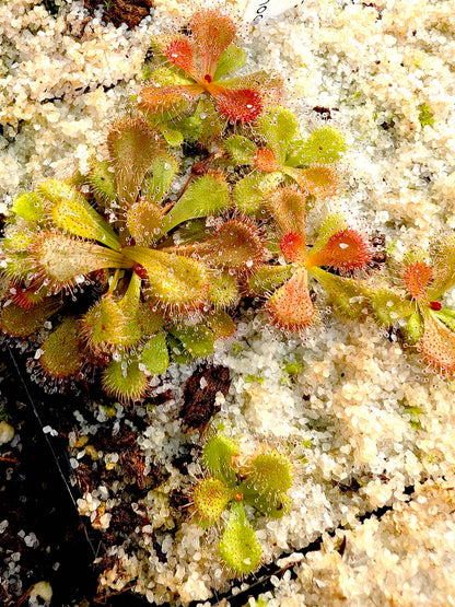 Drosera aberrans