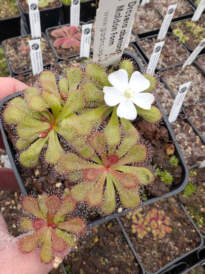 Drosera aberrans Maldon Form