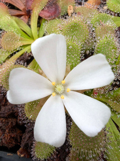 Drosera aberrans South Australian Form