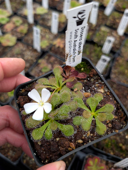 Drosera aberrans South Australian Form