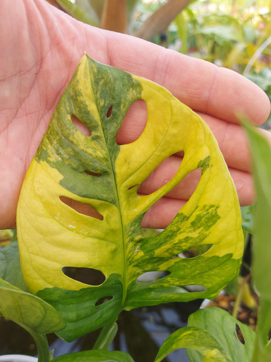 Monstera adansonii 'Aurea'