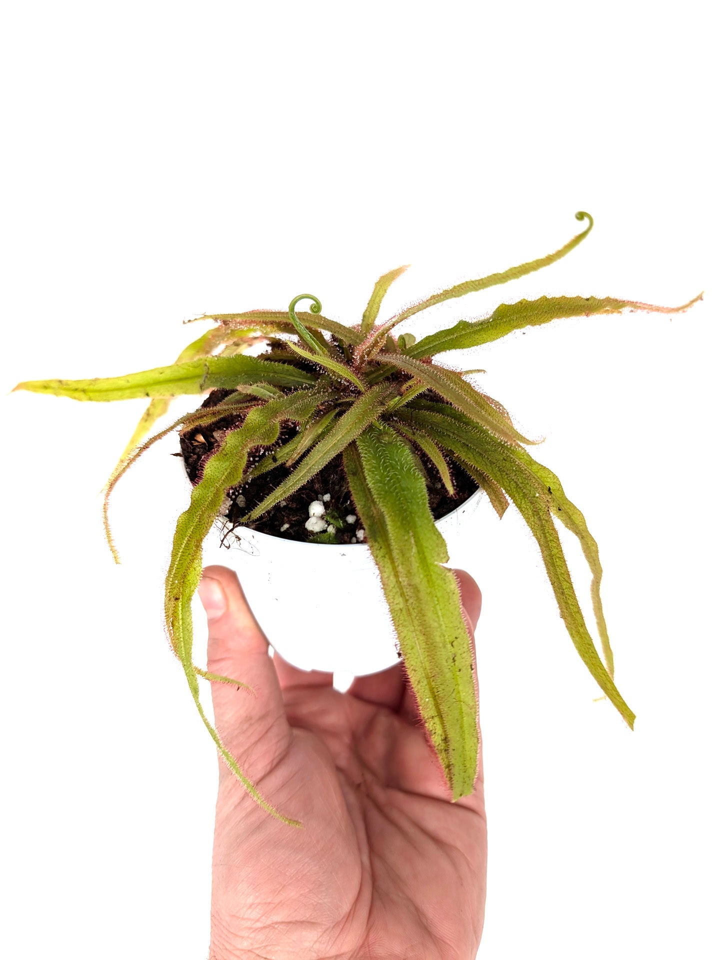 Drosera adelae "Giant"