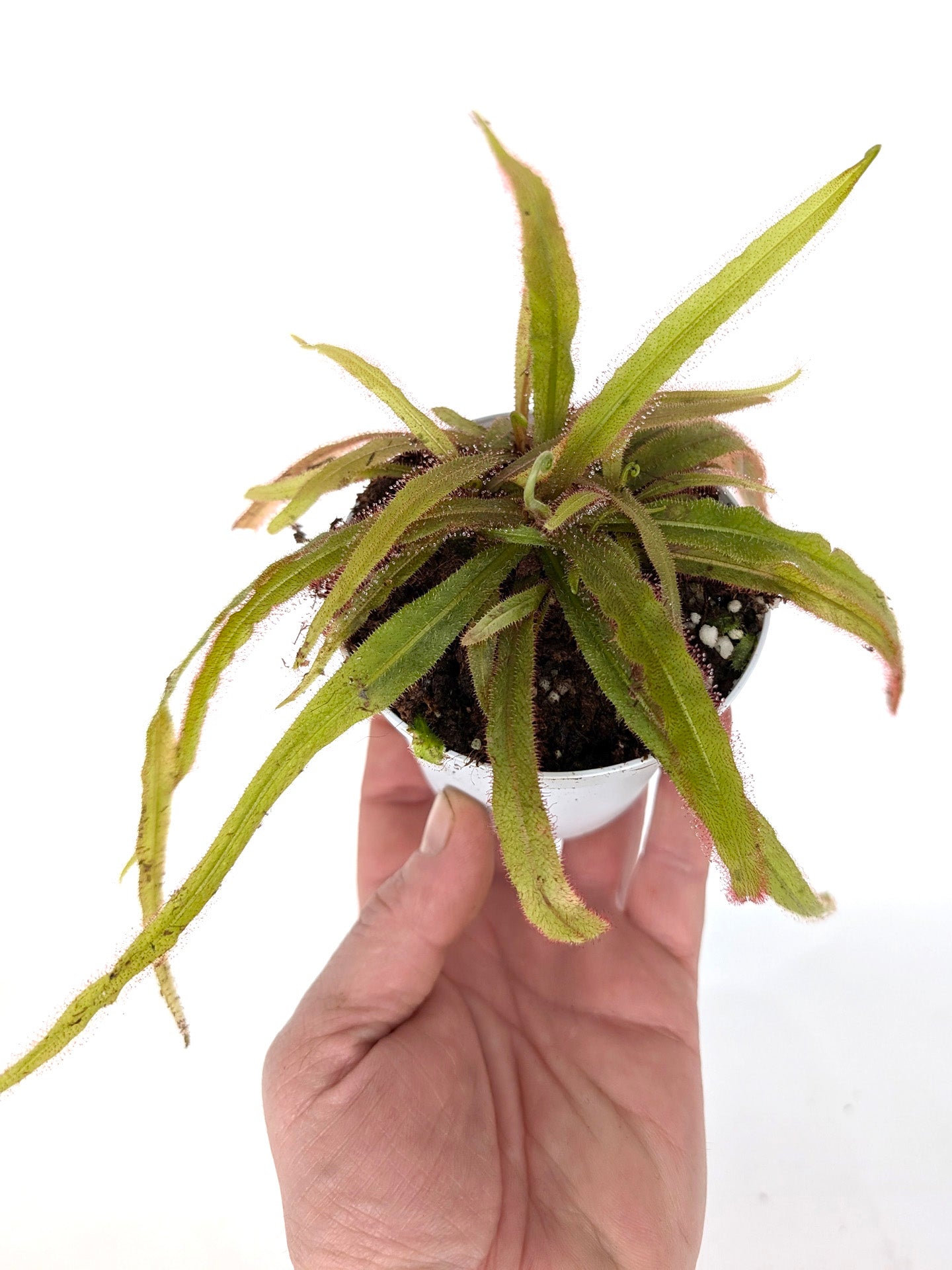 Drosera adelae "Giant"