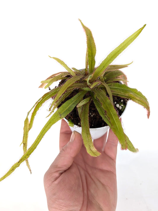 Drosera adelae "Giant"