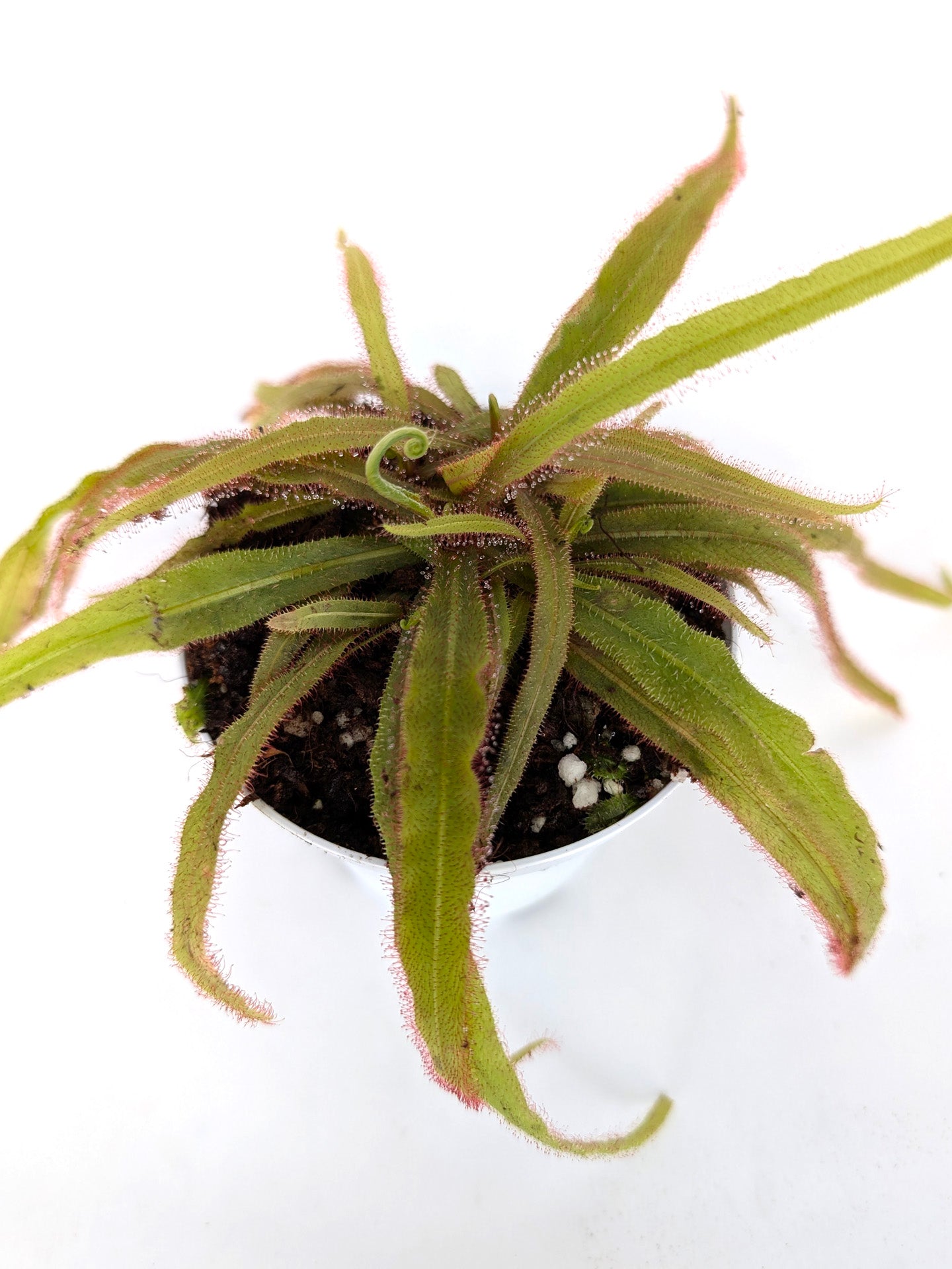 Drosera adelae "Giant"