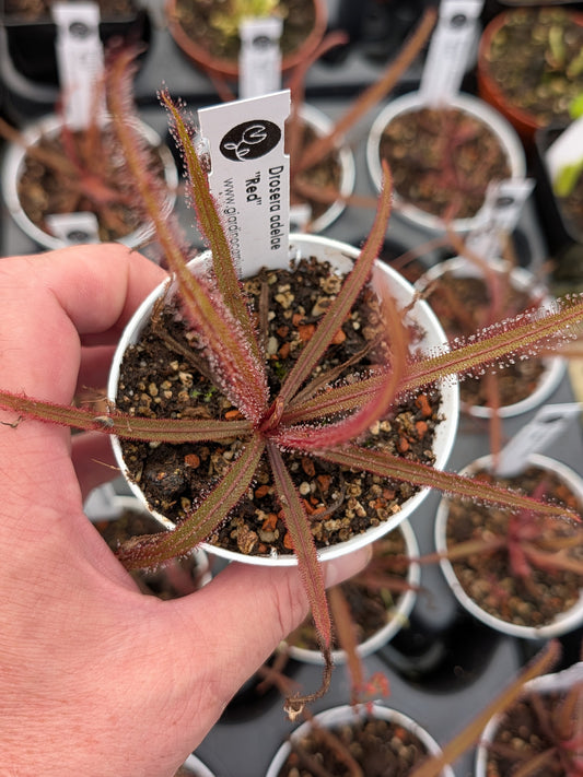 Drosera adelae "Red"