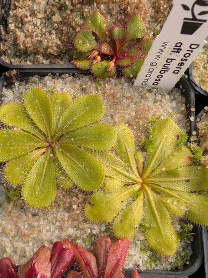 Drosera aff. bulbosa